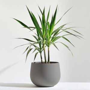 Calm Curve Pot
