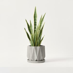 prism pot